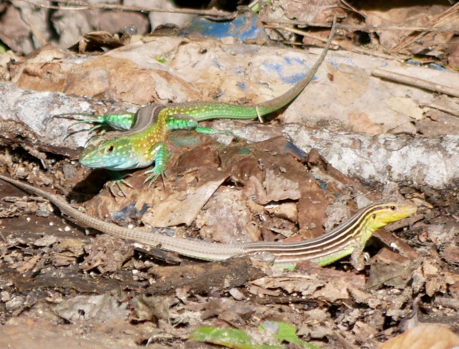 La Cima Tayrona Hotel Santa Marta  Eksteriør billede
