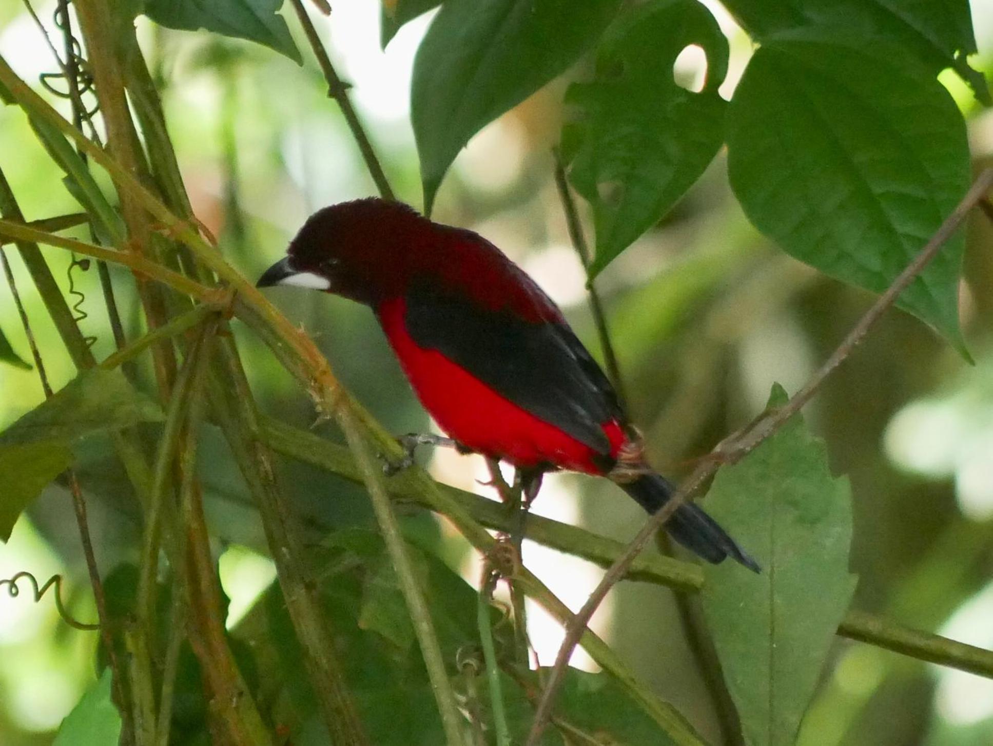 La Cima Tayrona Hotel Santa Marta  Eksteriør billede